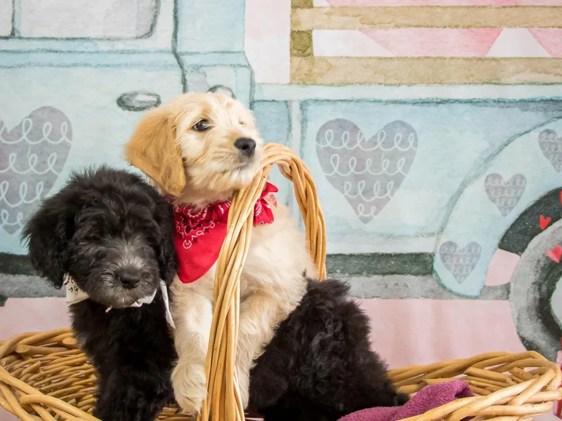 Black's Goldendoodles