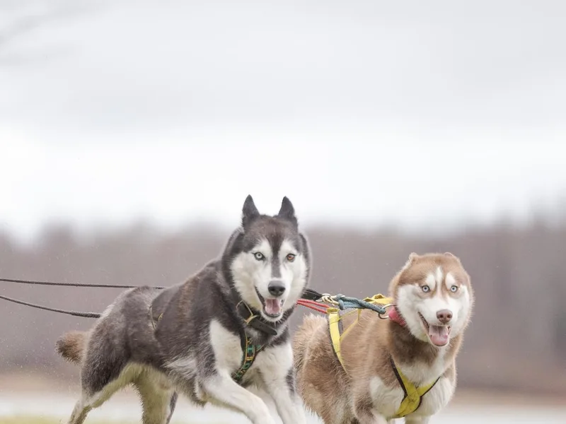 Black Shale Siberians