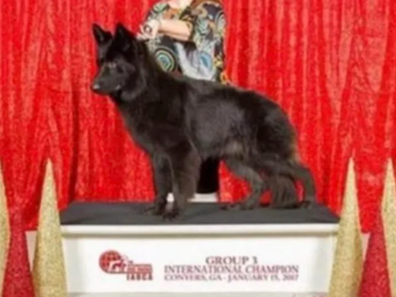 Black Sheep German Shepherds