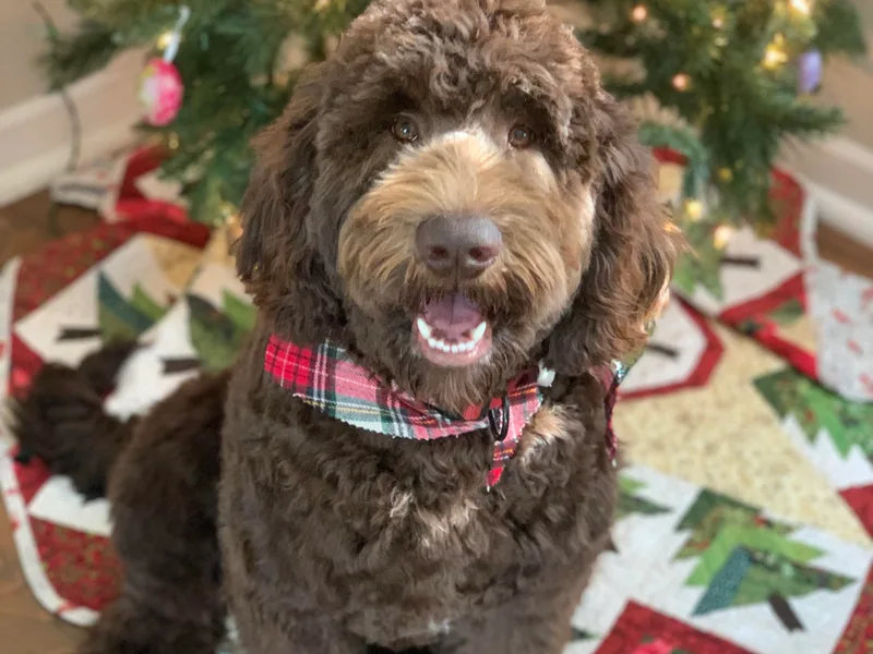 Black Sheep Goldendoodles