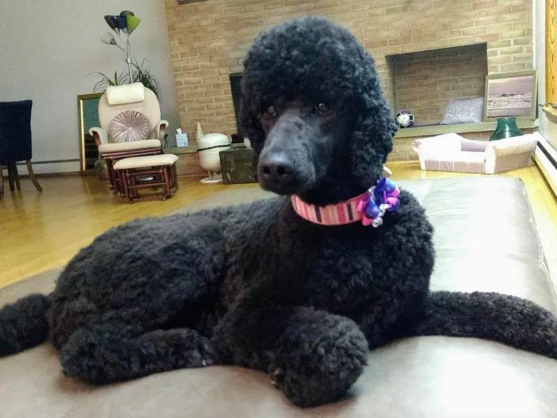 Black Standard Poodle Puppies