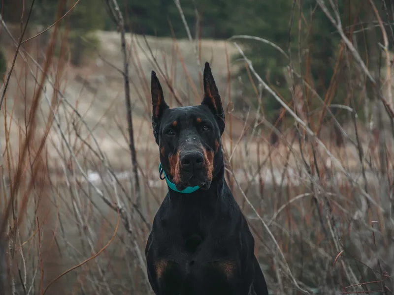 Black Star Dobermans