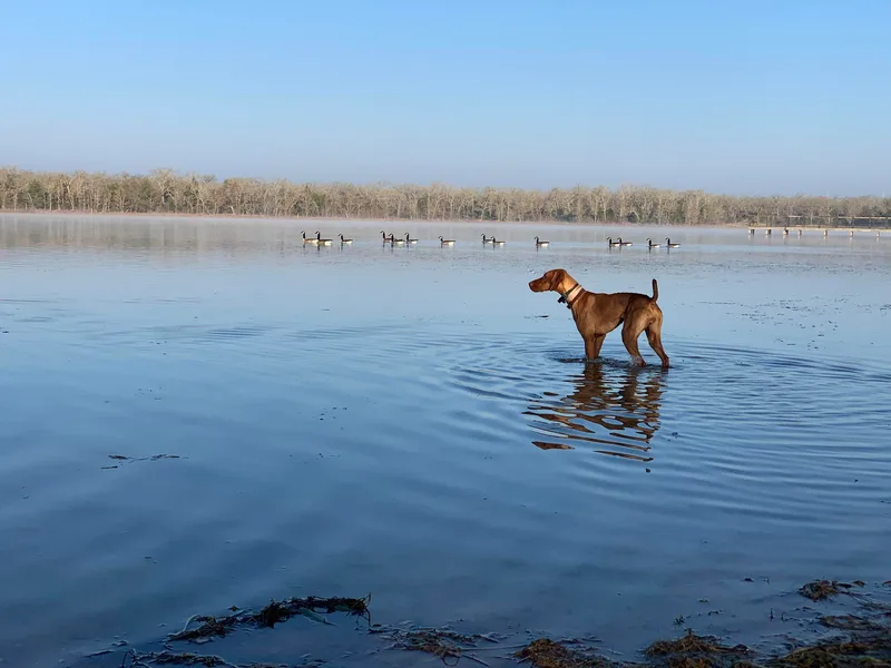 Black Steel Vizslas