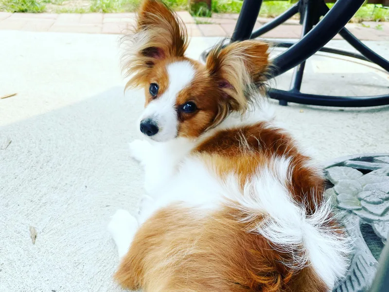 Black Swamp Papillons