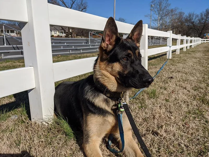 Black Swan German Shepherd Dog