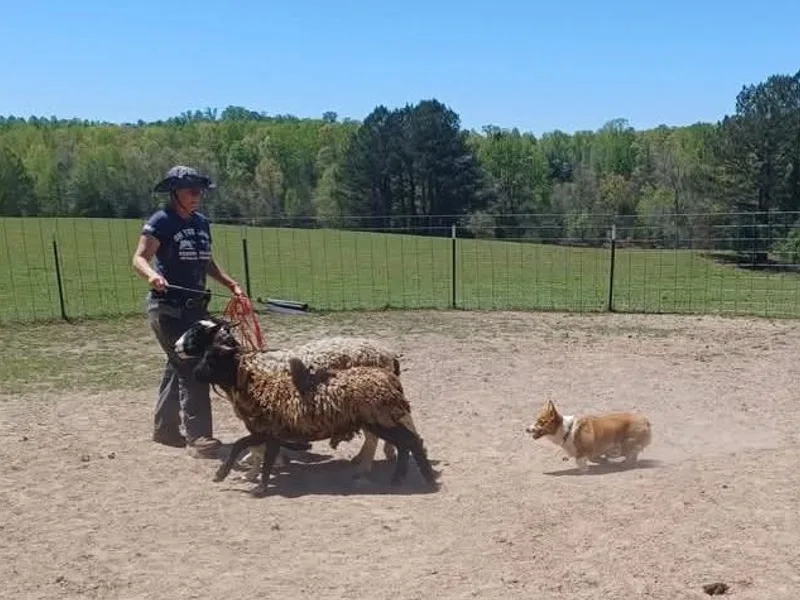 Black Thumb Homestead