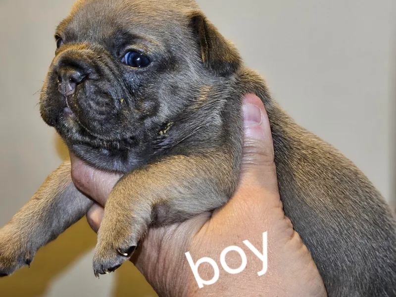 Black Thunder 517 Dachshunds and frenchies