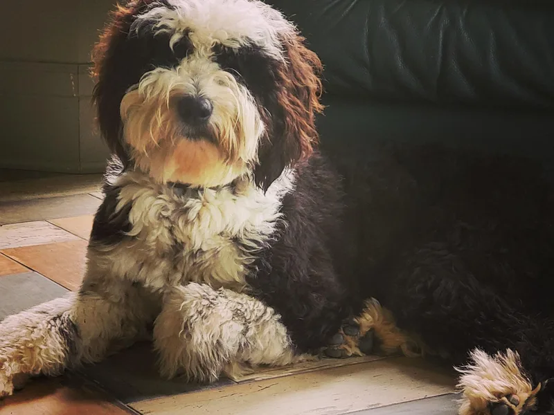 Black Tie Sheepadoodles