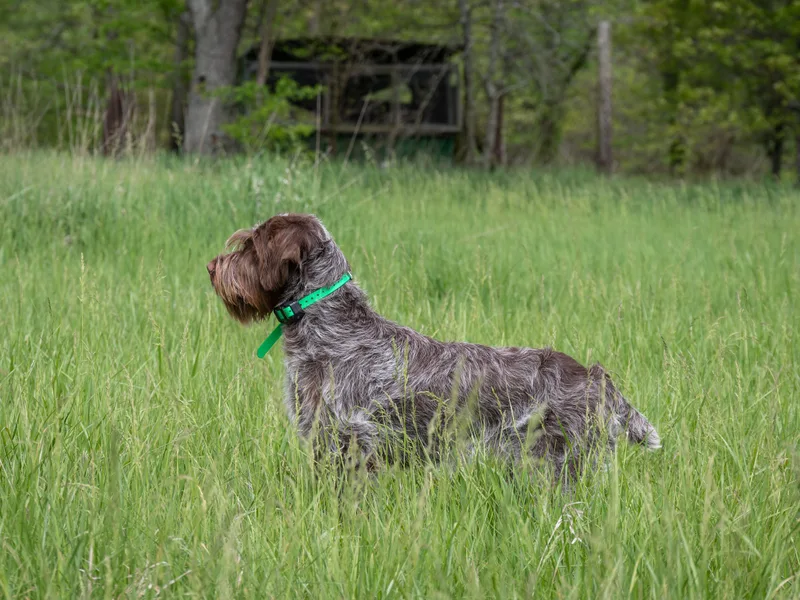Black Watch Griffons