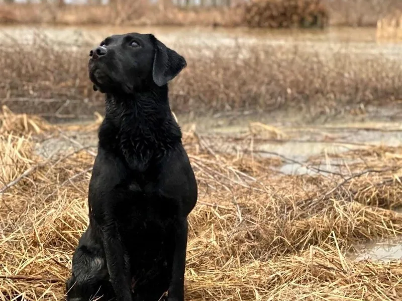 Blackacre Retrievers