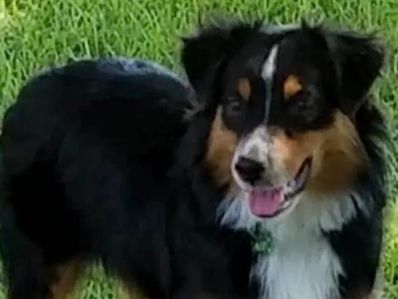 Blackbeard Schnauzers + Aussies