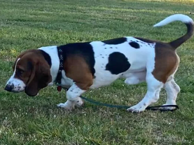 Blackberry Creek Basset Hounds