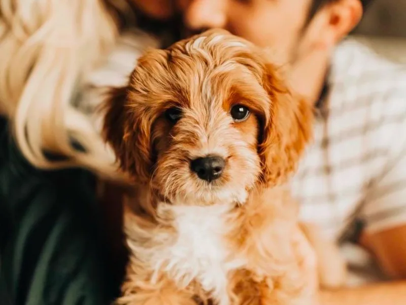 Blackberry Farm Puppies