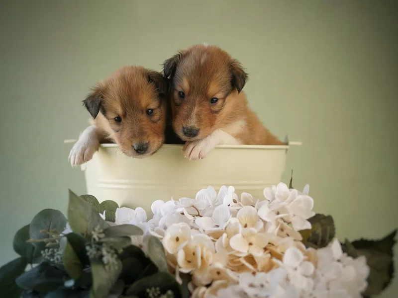 Blackberry Hills Cattle dogs and Collies