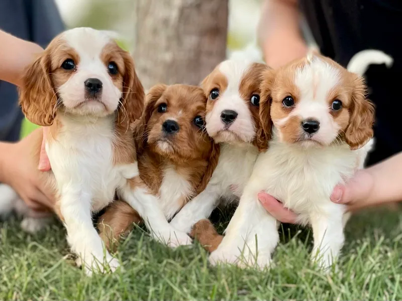 Blackberry Patch Farm