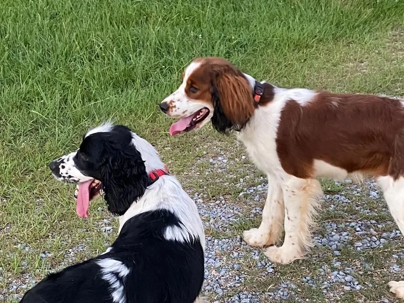 Blackberry Pond Springer Spaniels