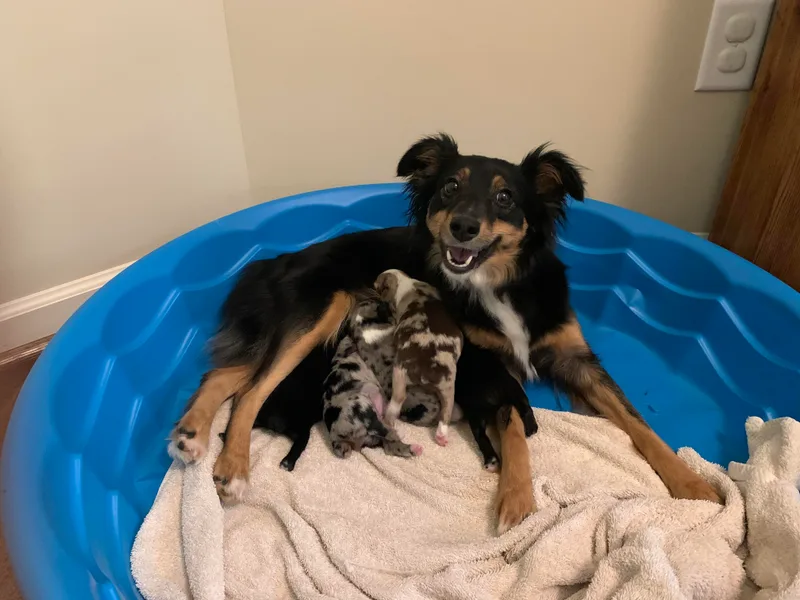 Blackerby Land &amp; Livestock