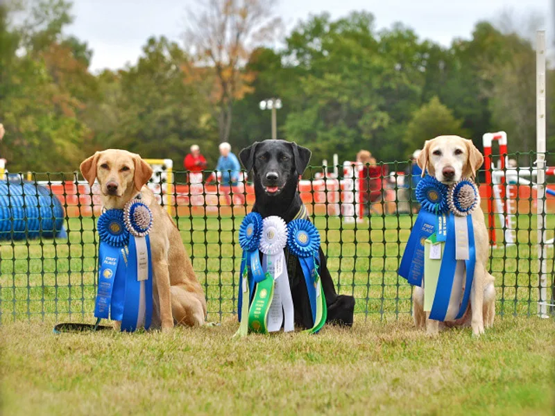 BlackFoot Labradors