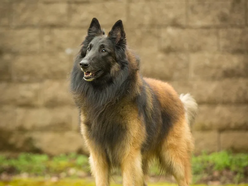 BlackFyre Belgian Shepherds