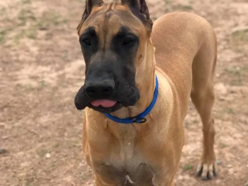 Blackgold Great Danes