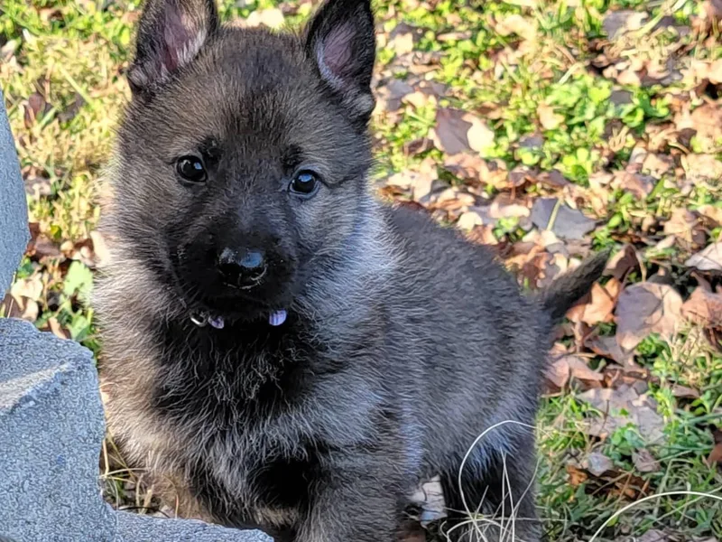 BlackIce Siberians &amp; German Shepherds