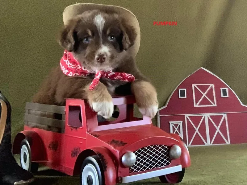 Blackman’s Standard Aussies