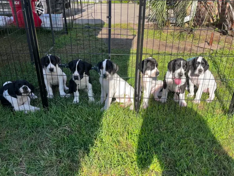 Blackmon Family Danes