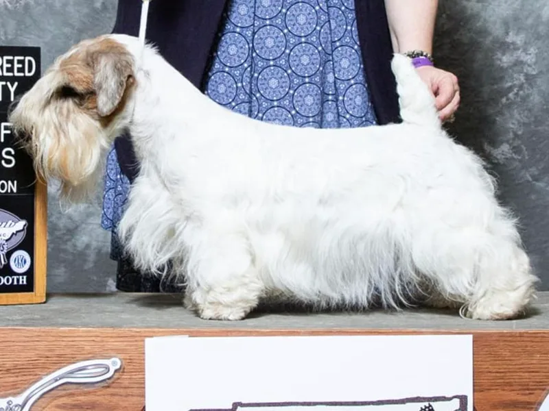 Blackmore's Sealyham Terriers photo 1