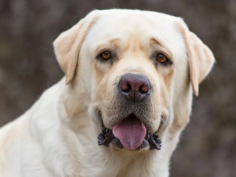 BlackRidge Labradors