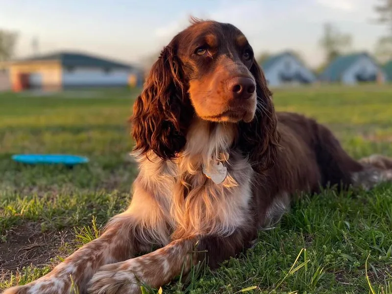 BlackRiver English Springer Spaniels