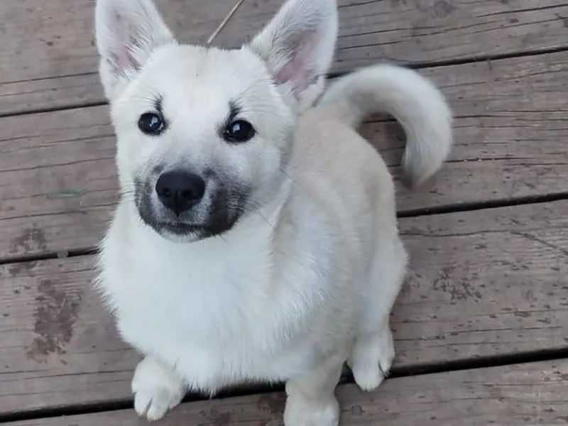 BlackRose Norwegian Buhunds photo 1