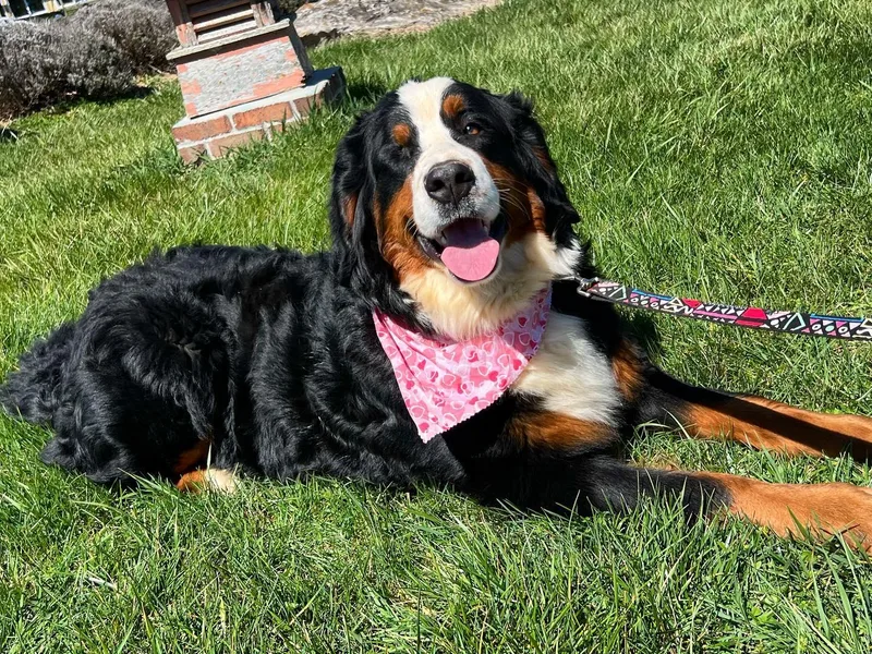Blacksburg Berners