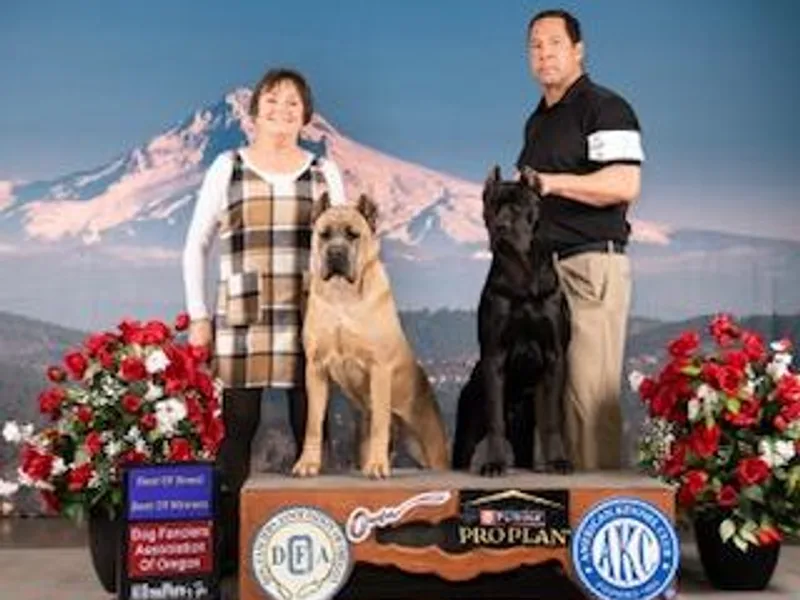 BlackStar Cane Corso