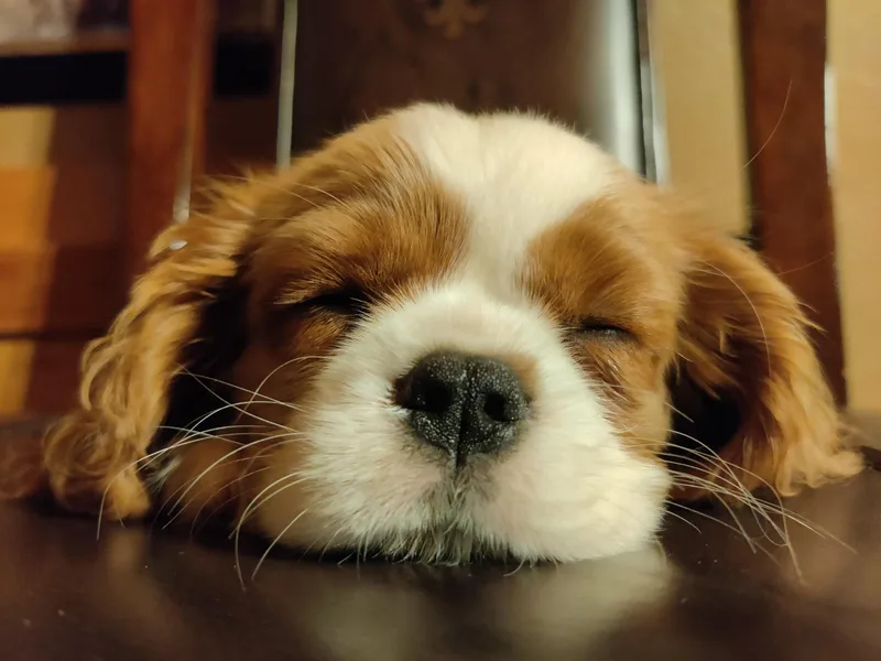 Blackstone Cavaliers