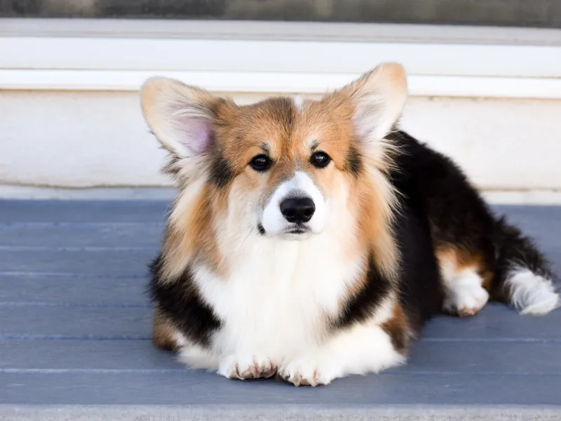 Blacktail Mountain Corgis