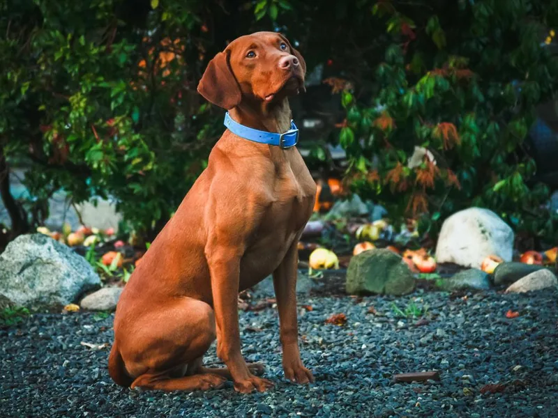 Blacktail Trail Vizslas
