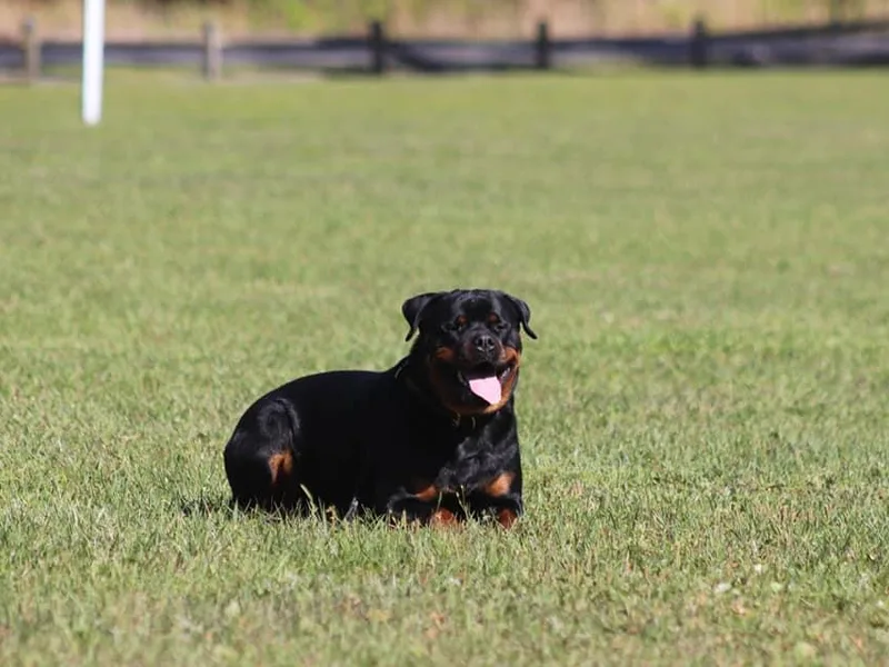 Blackthorn Rottweilers
