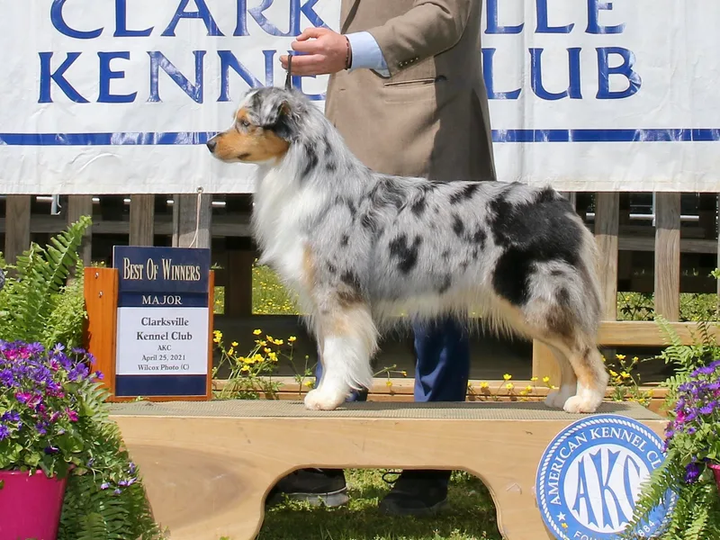 Blackwater Australian Shepherds