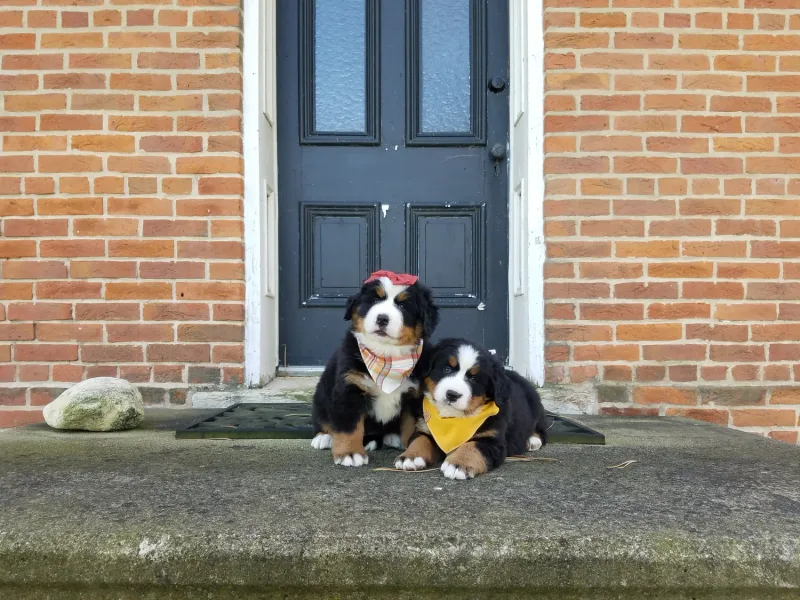 Blackwood Acres Kennels