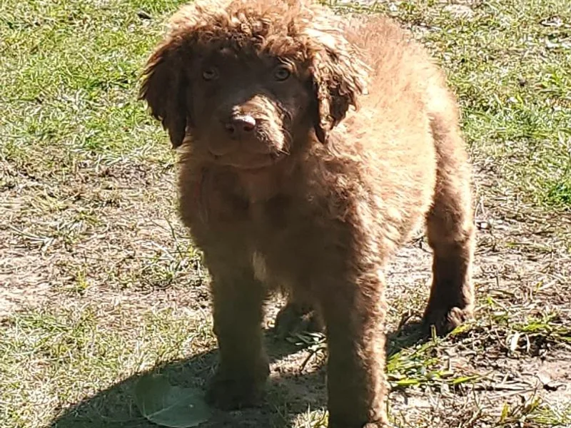 Blackwood Chesapeakes