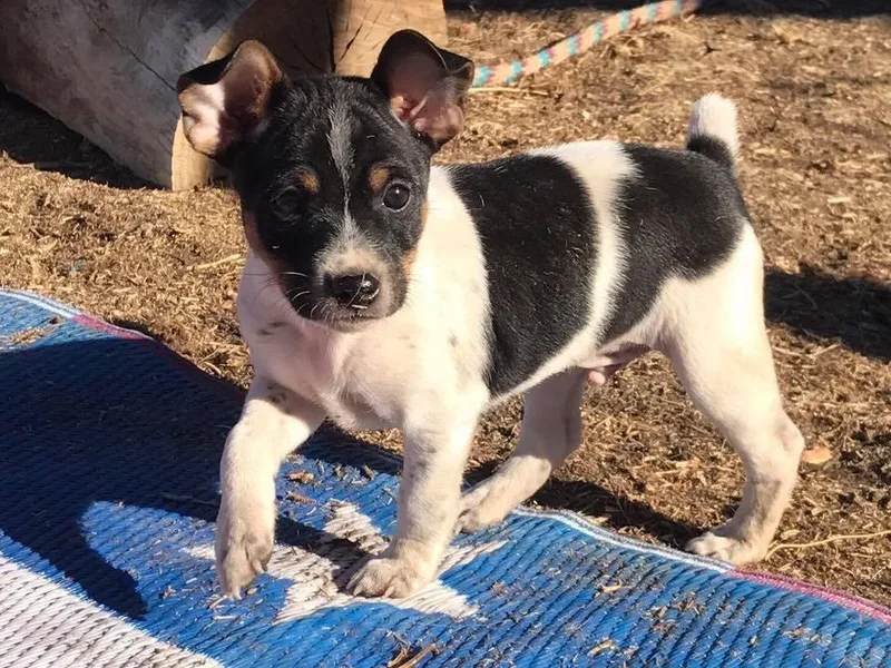 Blackwood Rat Terriers (Standard)