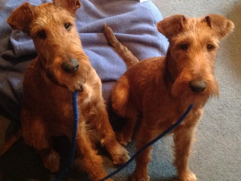 Blaesing’s Irish Terriers