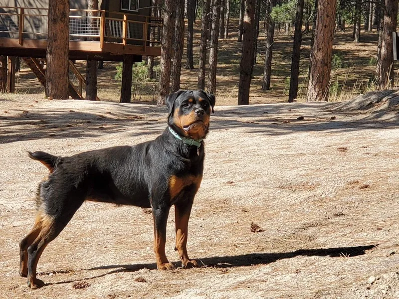 Blair Ranch Rottweilers