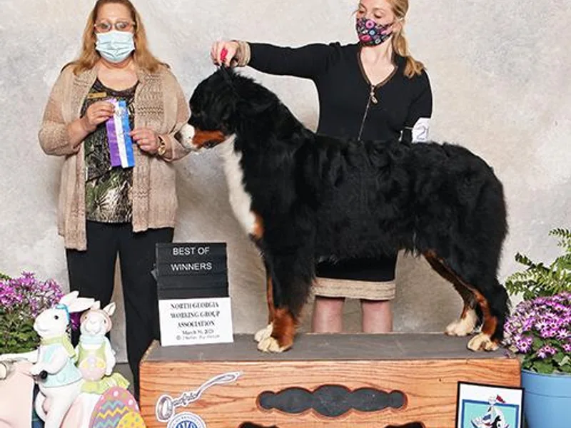 Blakener’s Bernese mountain dogs