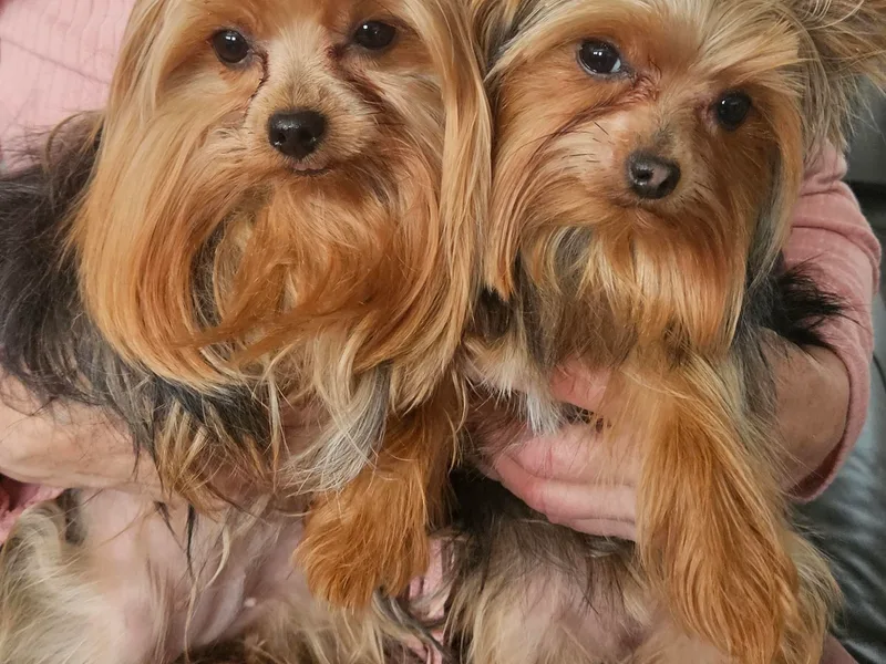 Blakley's Beautiful Yorkies