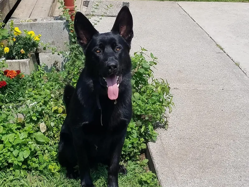 Blanchard's Upstate Shepherds