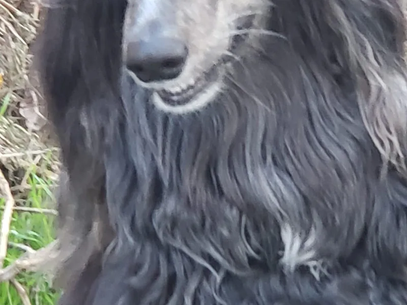 Blanche Scroggins's Afghan Hounds