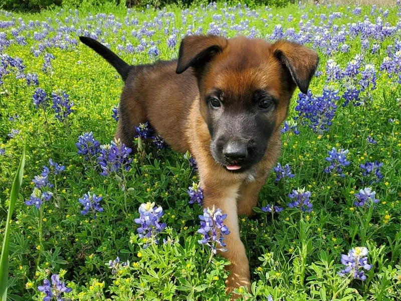 Blanco Belgian Malinois