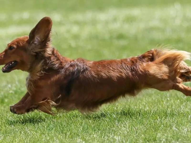 Blarneydachs Dachshunds