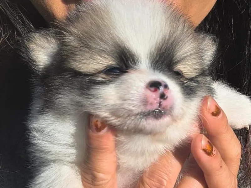 Blaylock's Pomeranian Puppies